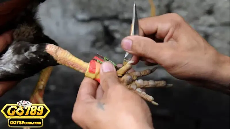 Đá Gà Cựa Dao - Giới Thiệu Và Hướng Dẫn Chơi Tại Go789 4 Luật chơi cơ bản cần biết