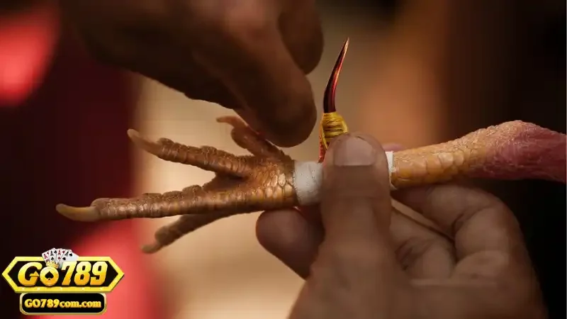 Đá Gà Cựa Dao - Giới Thiệu Và Hướng Dẫn Chơi Tại Go789 2 Khái niệm và hình thức chơi đá gà cựa dao