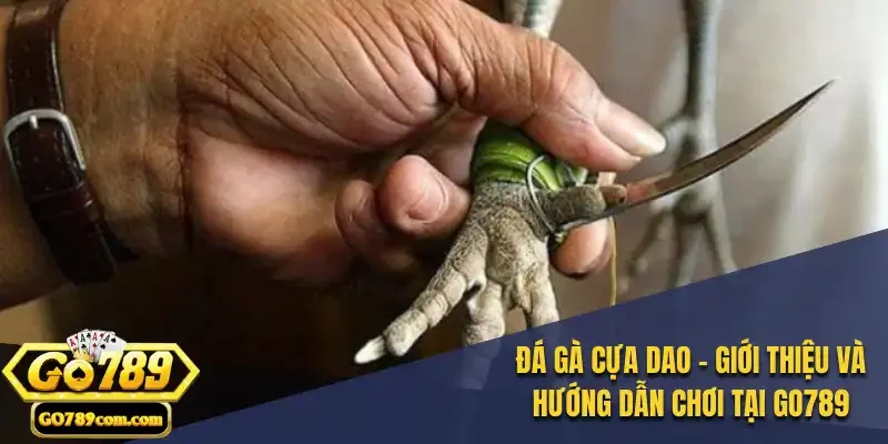 Đá Gà Cựa Dao