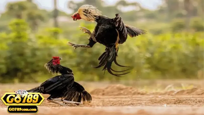 Đá Gà Cúp C1 - Giới Thiệu Và Hướng Dẫn Tham Gia Tại Go789 4 Hướng dẫn chọn chiến kê