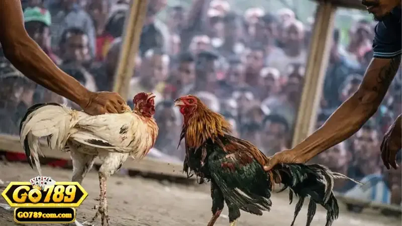 Đá Gà Cúp C1 - Giới Thiệu Và Hướng Dẫn Tham Gia Tại Go789 3 Các quy định thi đấu cụ thể trong trận đấu