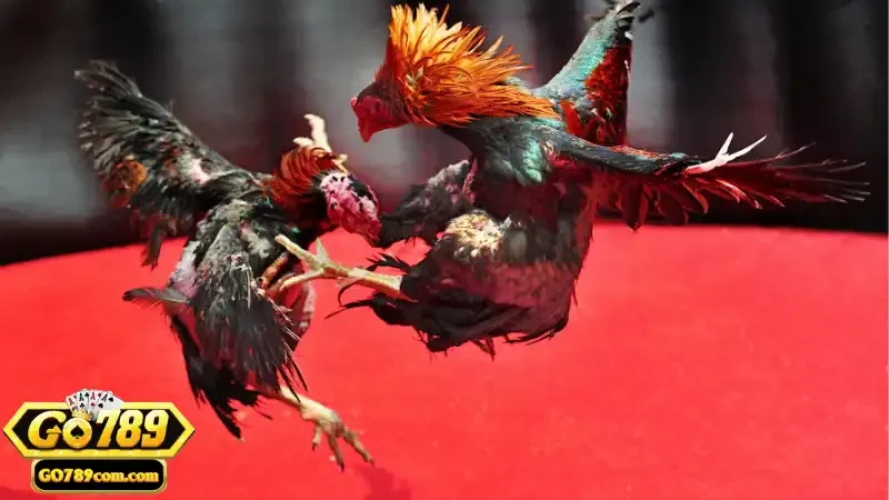 Đá Gà Cúp C1 - Giới Thiệu Và Hướng Dẫn Tham Gia Tại Go789 2 Giới thiệu và nguồn gốc của đá gà cúp C1