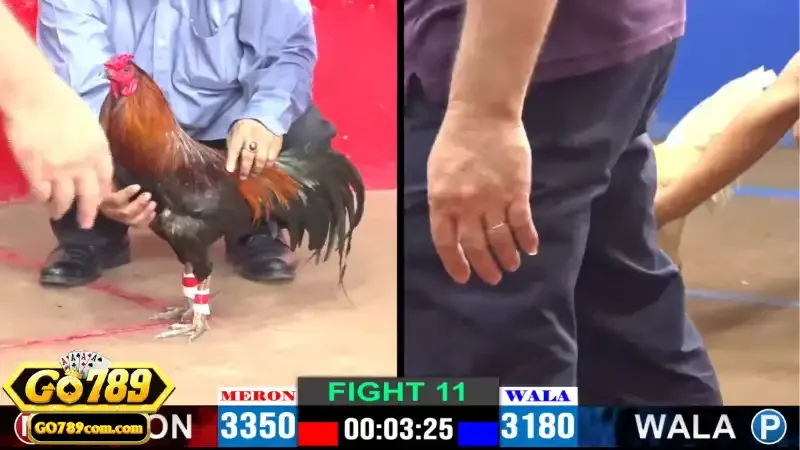 Đá Gà Go789 - Trải nghiệm cá cược đá gà trực tuyến đỉnh cao 2 Những hình thức đá gà phổ biến tại Go789