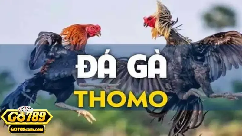 Đá Gà Thomo - Tìm Hiểu Các Giống Gà Và Luật Chơi Tại Go789 4 Các kỹ thuật thi đấu đặc sắc và chuyên nghiệp