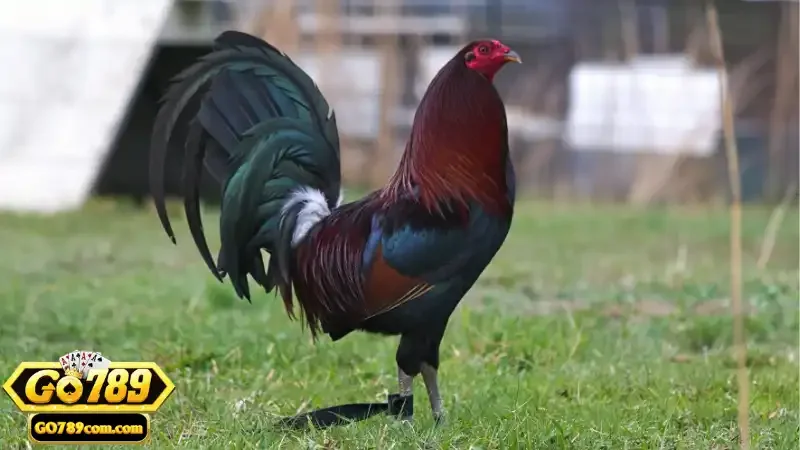 Đá Gà Thomo - Tìm Hiểu Các Giống Gà Và Luật Chơi Tại Go789 3 Một số giống gà được ưa chuộng