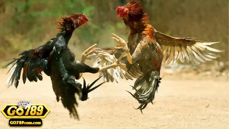 Đá Gà Thomo - Tìm Hiểu Các Giống Gà Và Luật Chơi Tại Go789 2 Giới thiệu sơ lược về hình thức cược đá gà Thomo