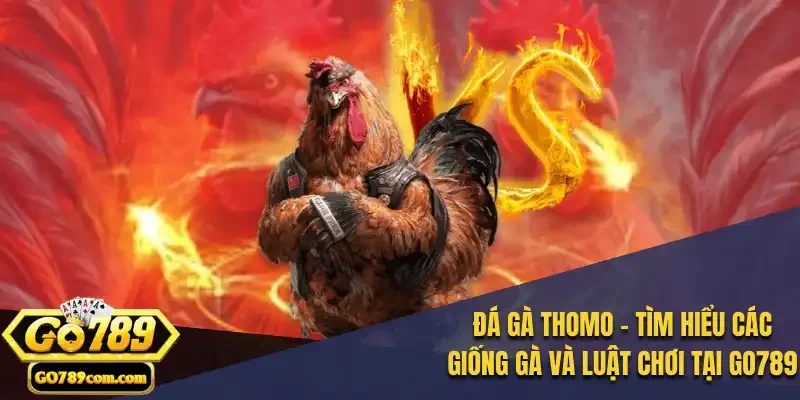 Đá Gà Thomo